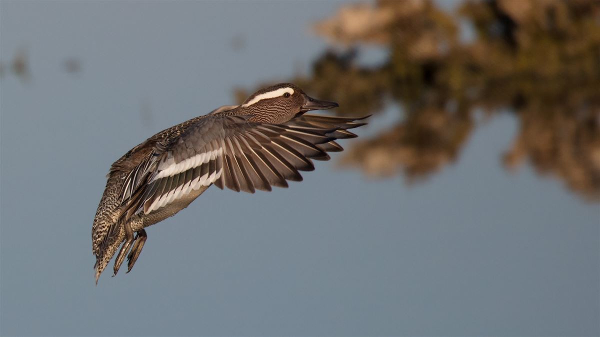 Garganey