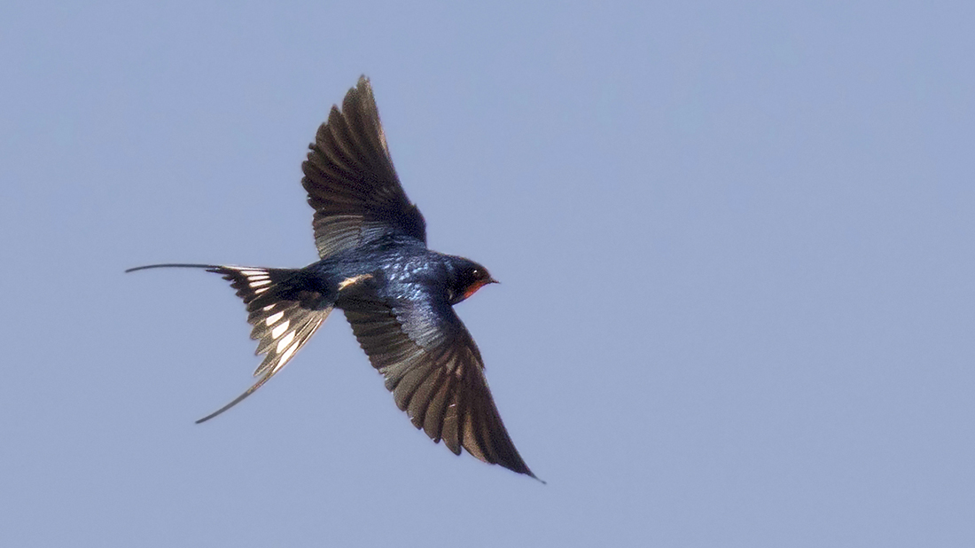 Barn Swallow