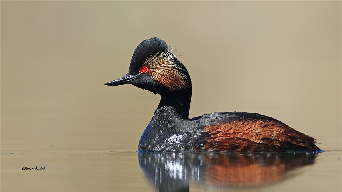 Black-necked Grebe