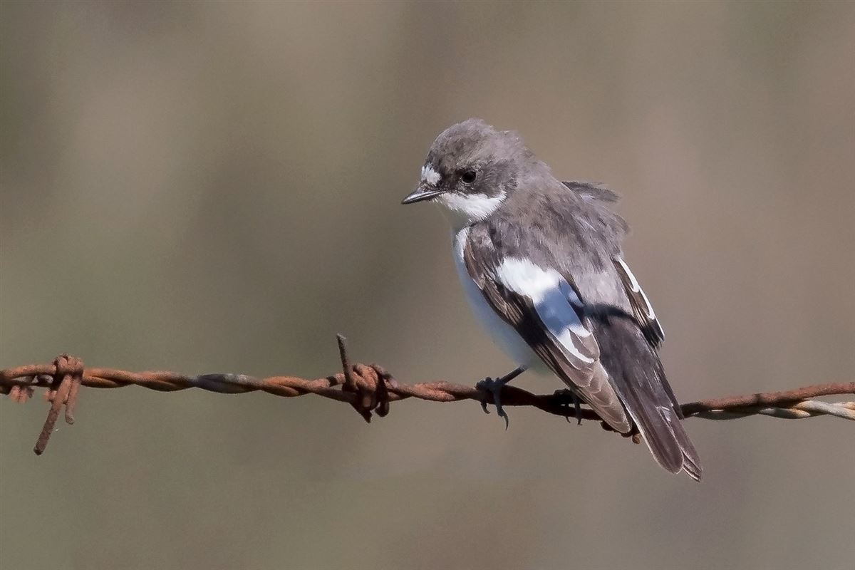 European Pied Flycatcher