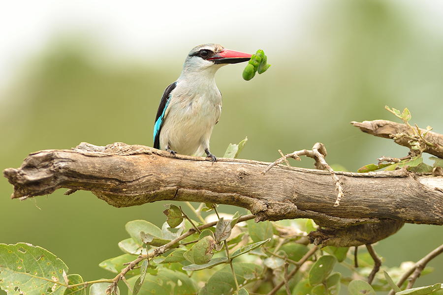 Common Kingfisher