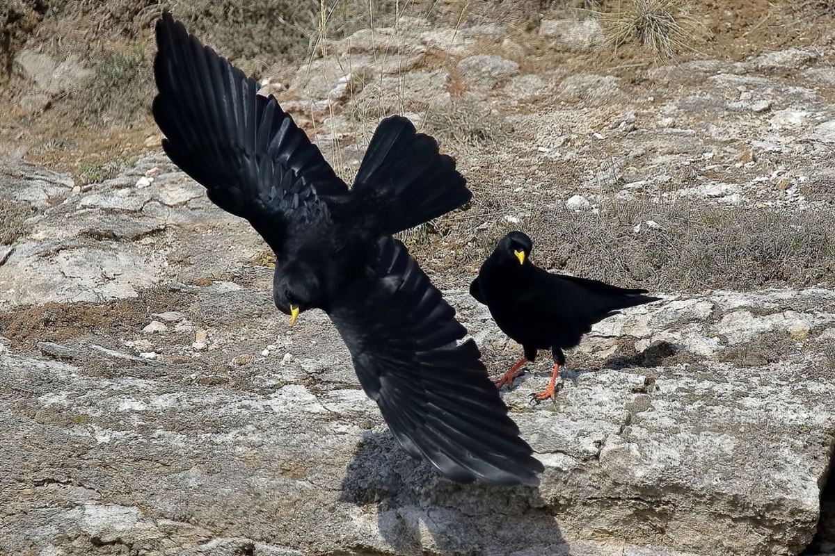 Alpine Chough