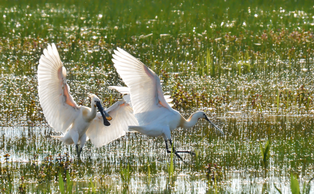 Eurasian Spoonbill