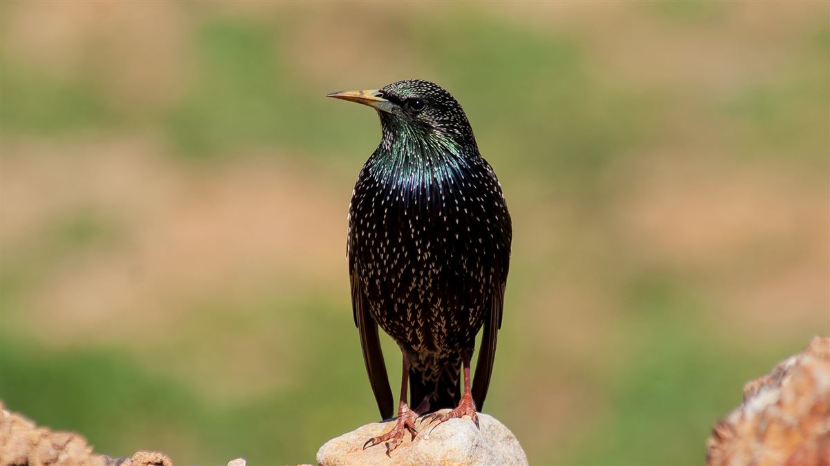 Common Starling