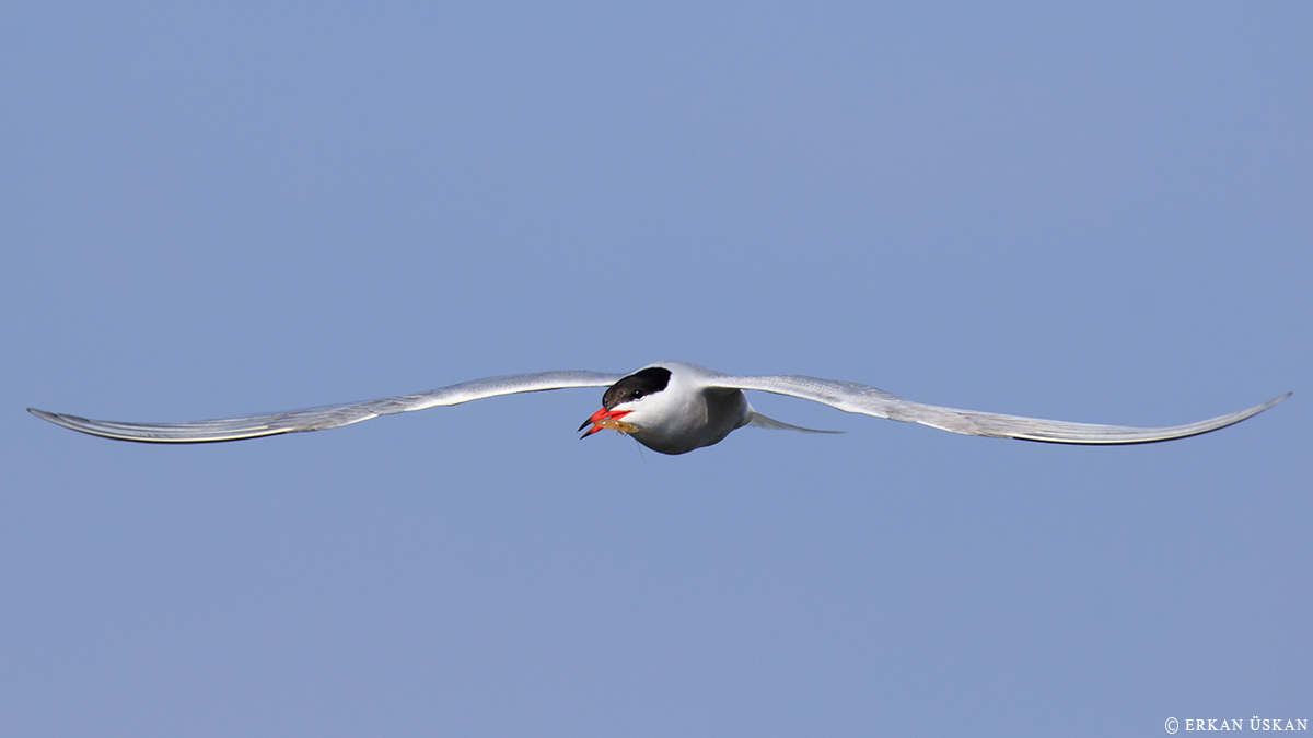 Common Tern