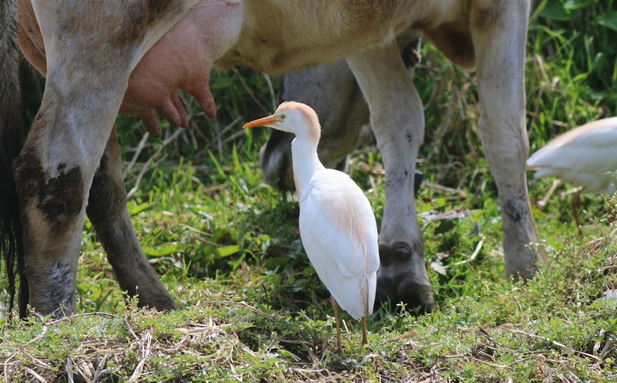 Western Cattle Egret