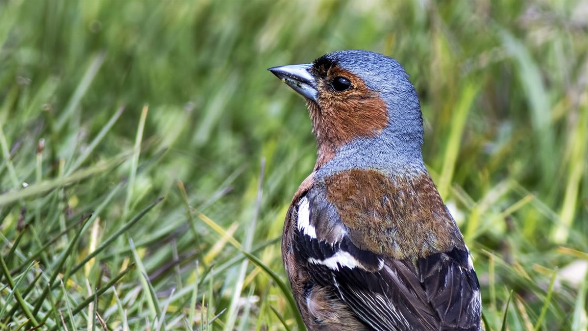 Eurasian Chaffinch