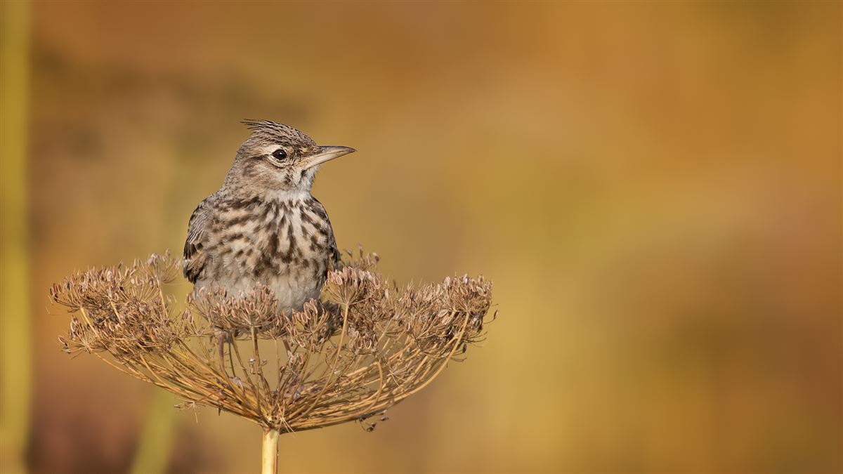 Crested Lark