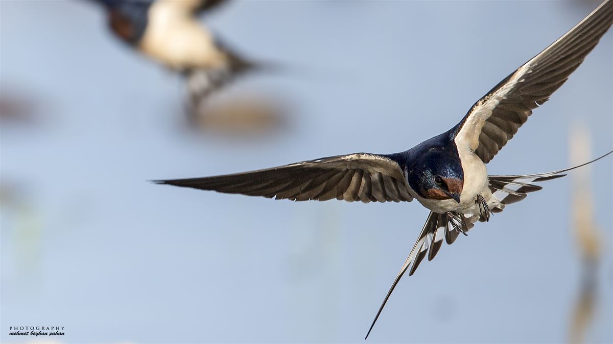 Barn Swallow
