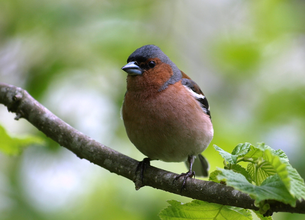 Eurasian Chaffinch