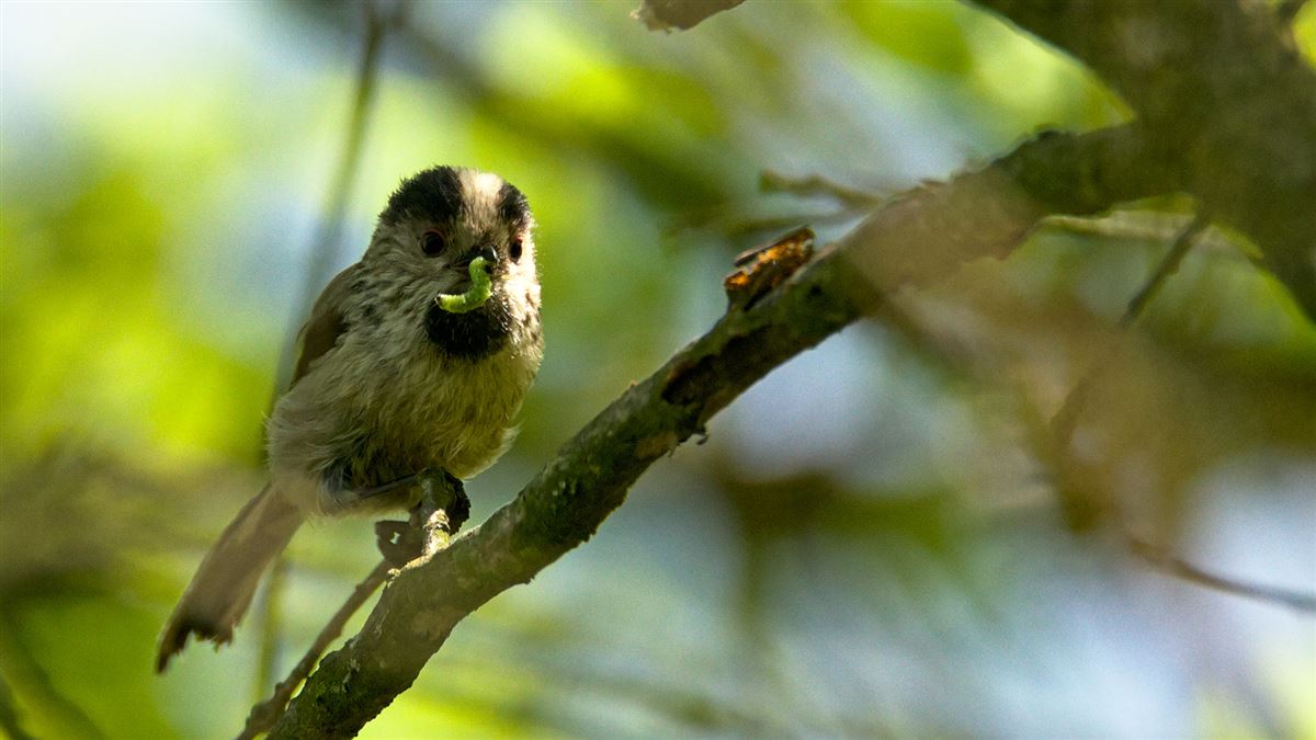 Long-tailed Tit