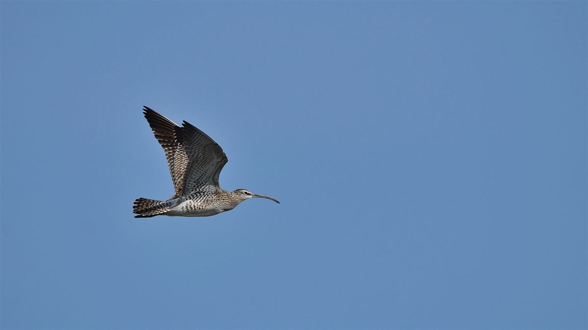 Eurasian Whimbrel