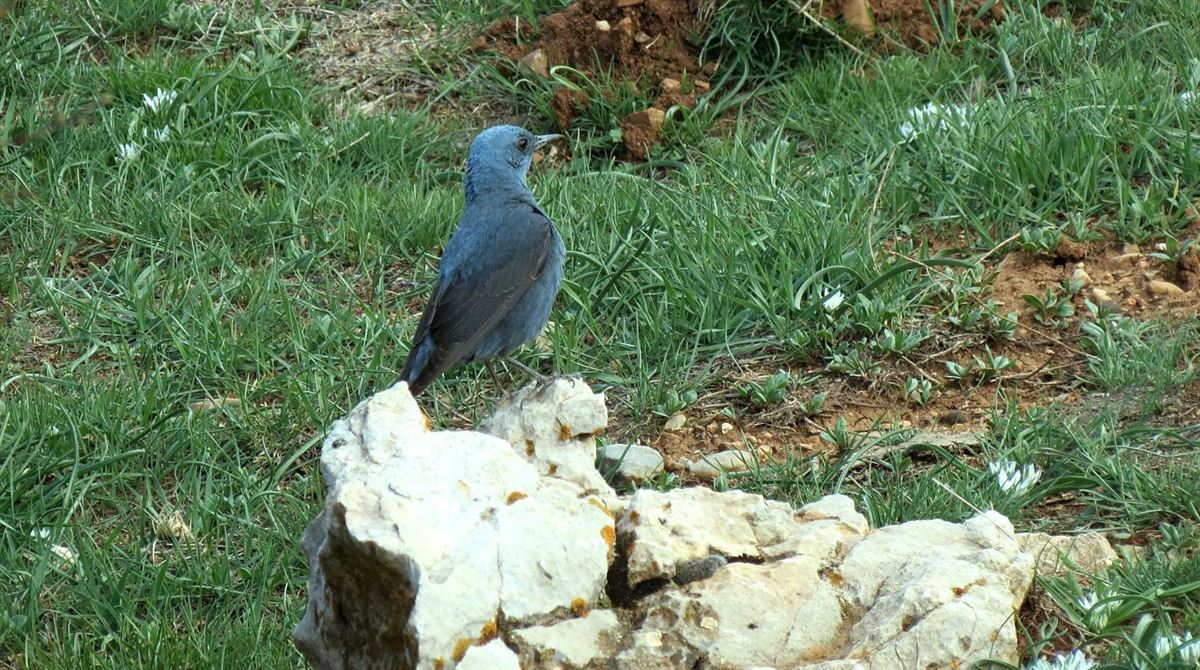 Blue Rock Thrush