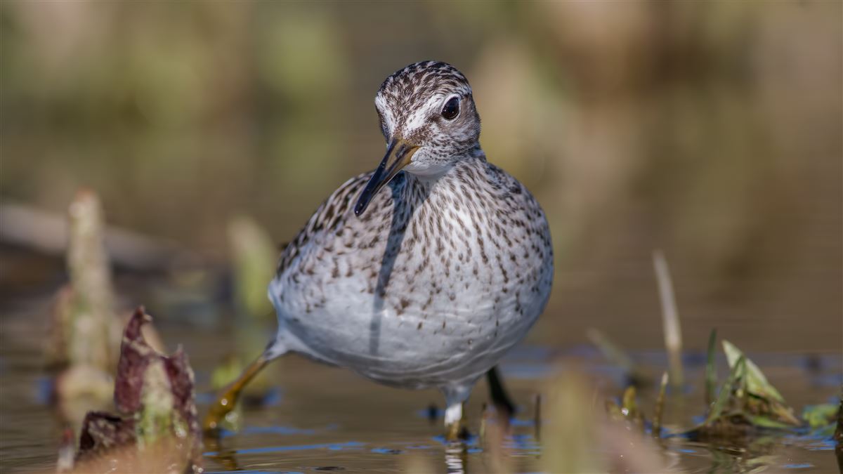 Wood Sandpiper