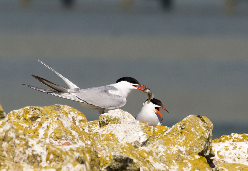 Common Tern