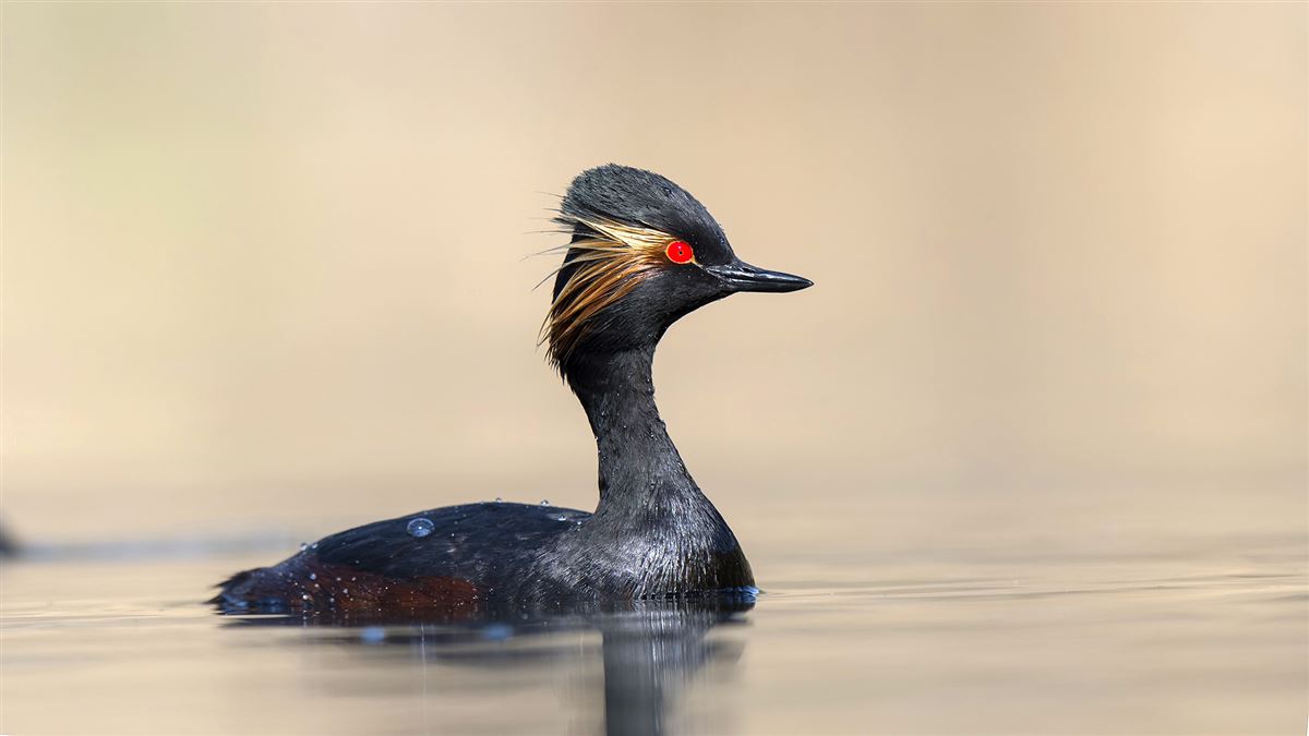 Black-necked Grebe