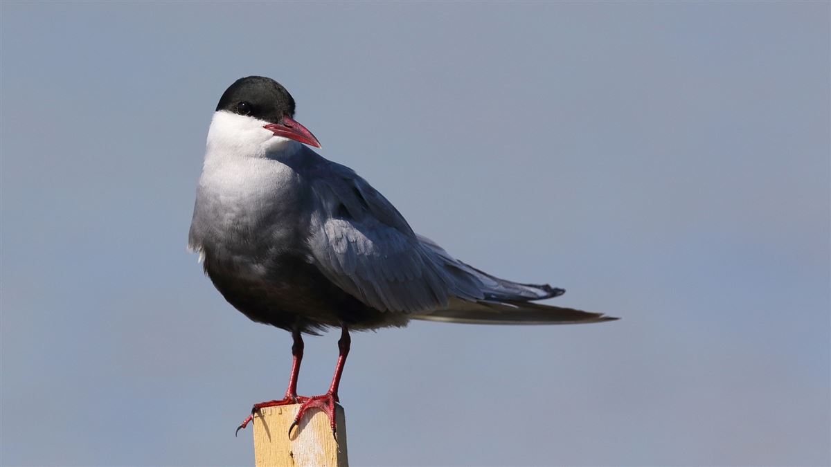 Whiskered Tern