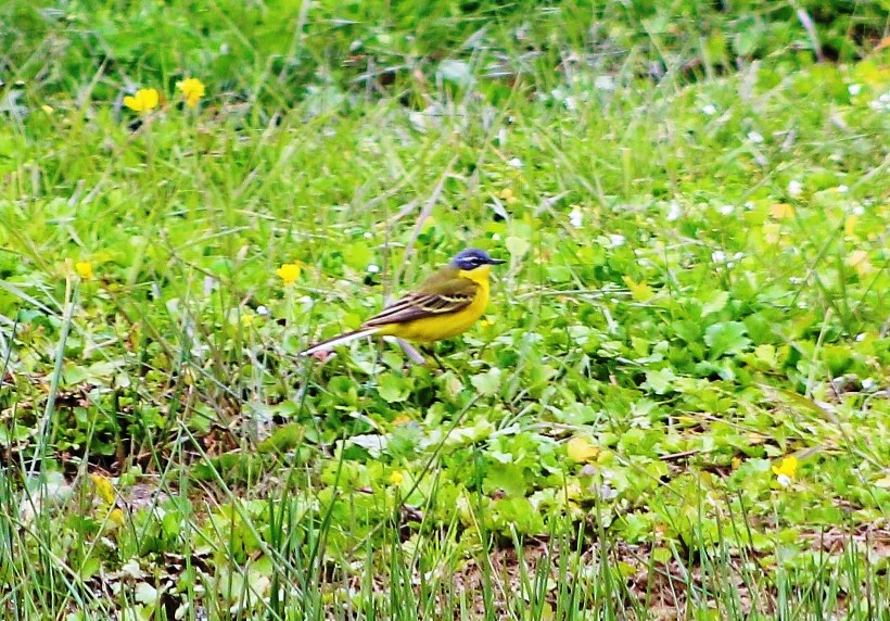 Western Yellow Wagtail