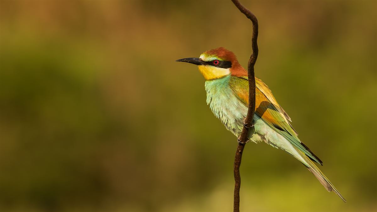 European Bee-eater