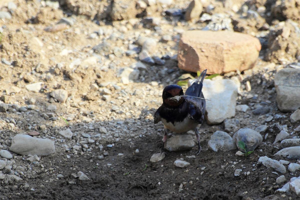 Barn Swallow