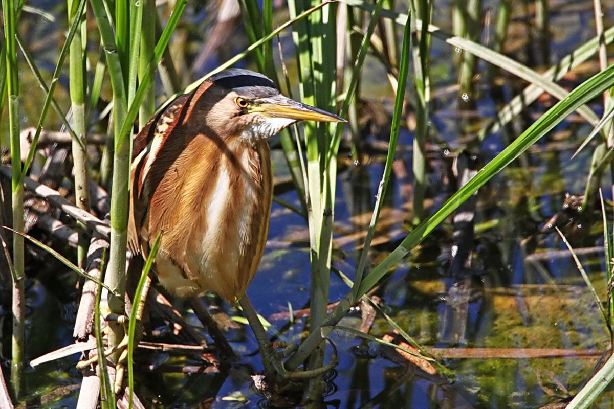 Little Bittern
