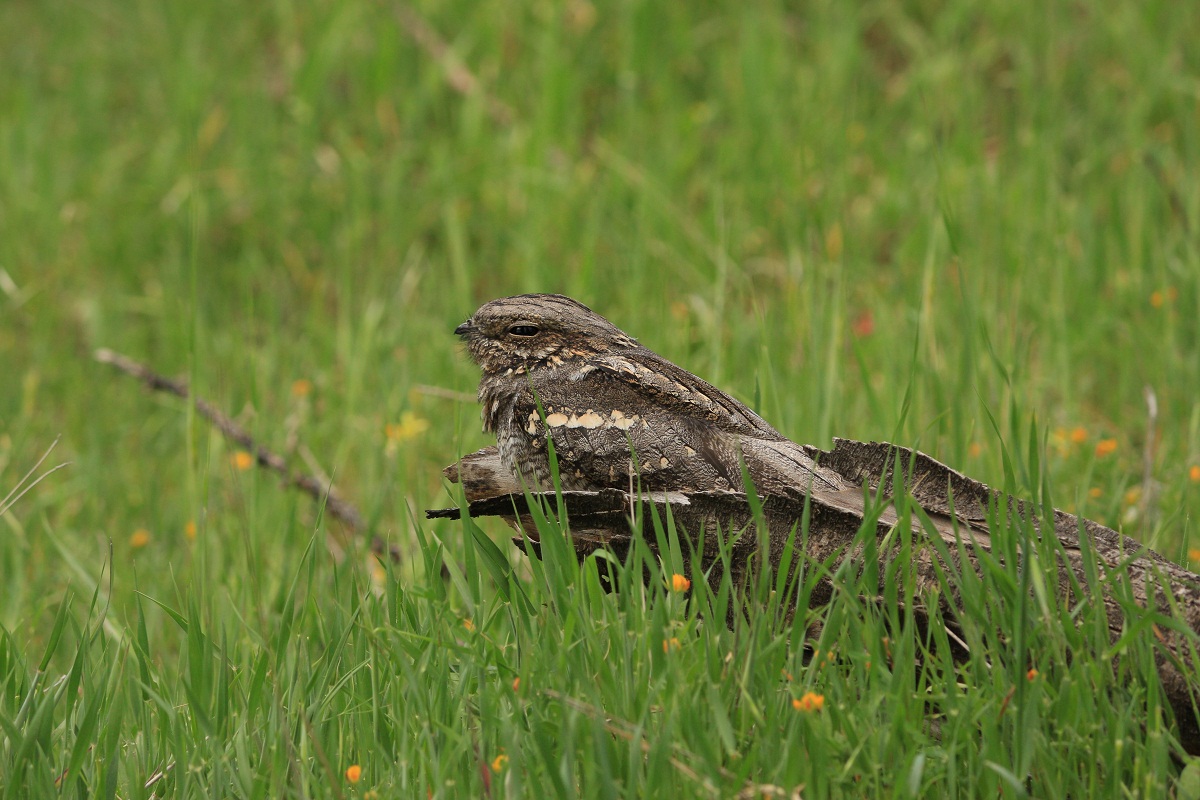 European Nightjar