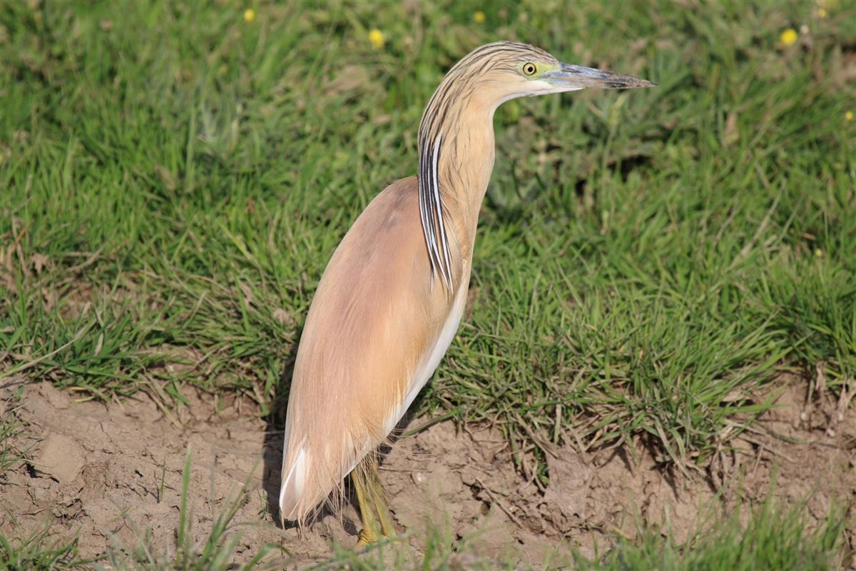 Squacco Heron
