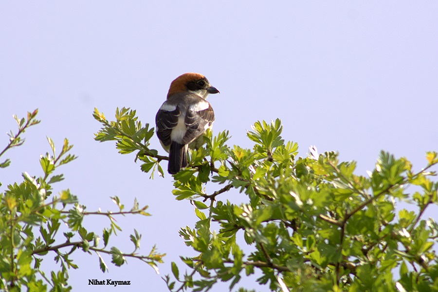 Woodchat Shrike