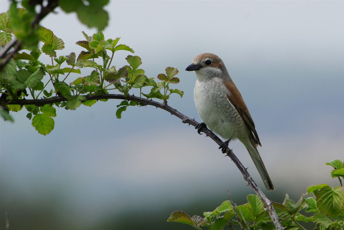 Red-backed Shrike
