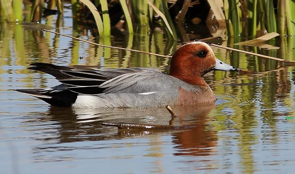 Eurasian Wigeon