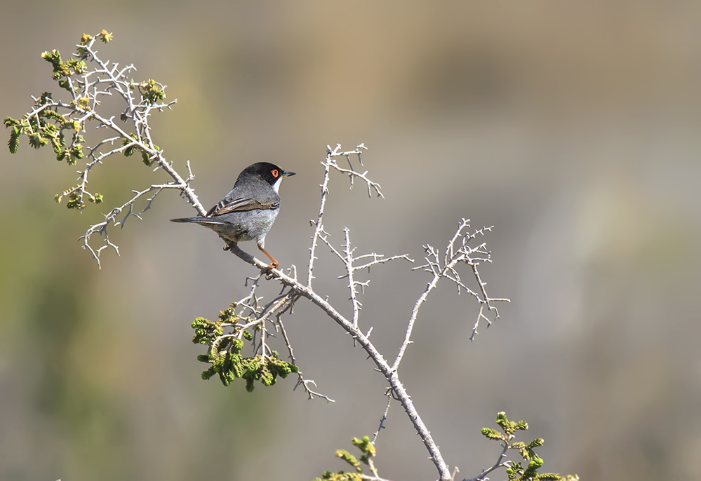 Sardinian Warbler
