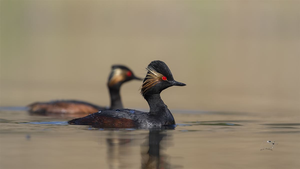 Black-necked Grebe