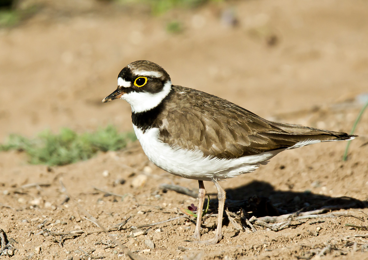 Little Ringed Plover