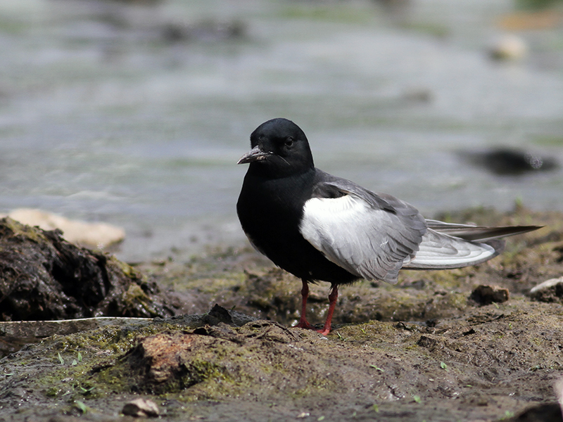 White-winged Tern