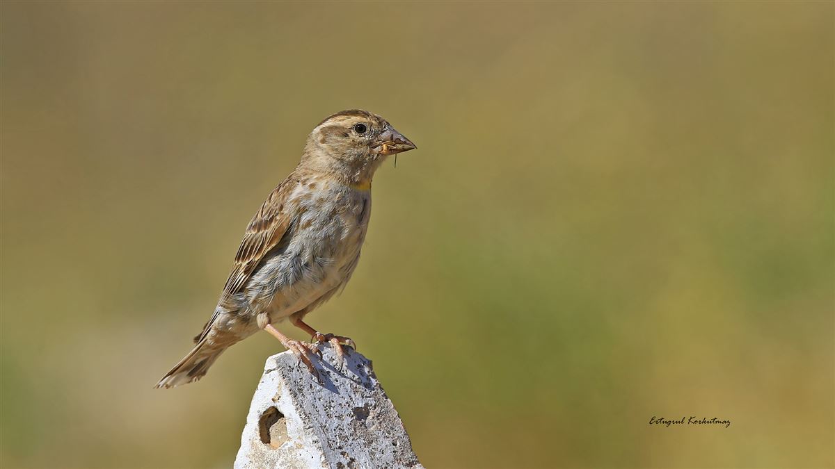 Rock Sparrow