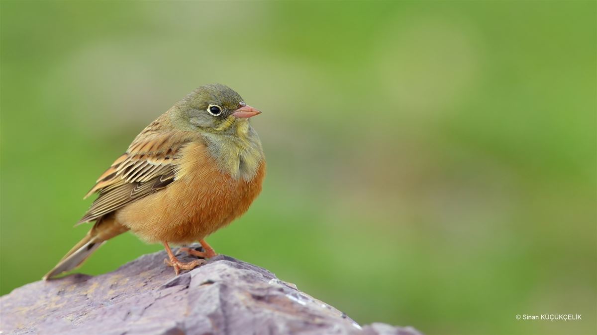 Ortolan Bunting