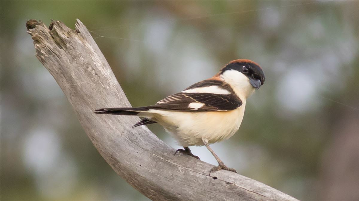 Woodchat Shrike