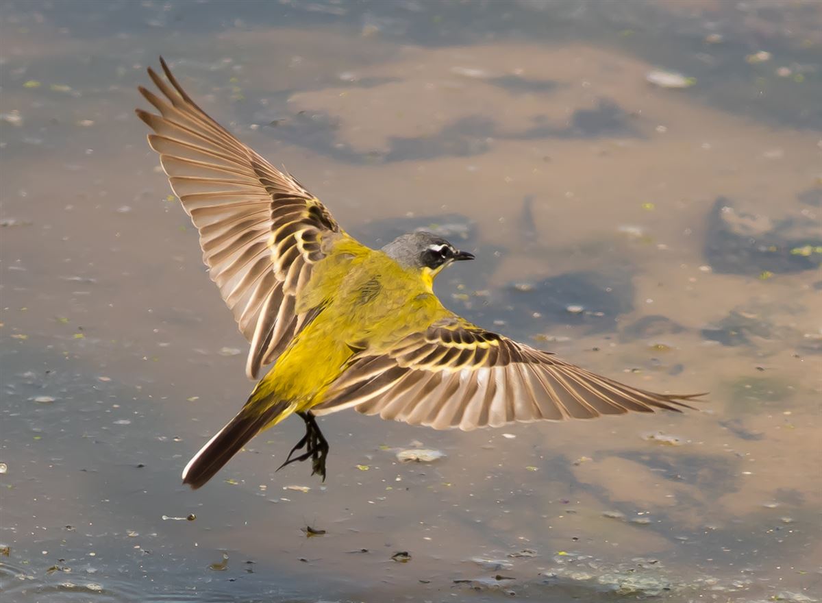 Western Yellow Wagtail