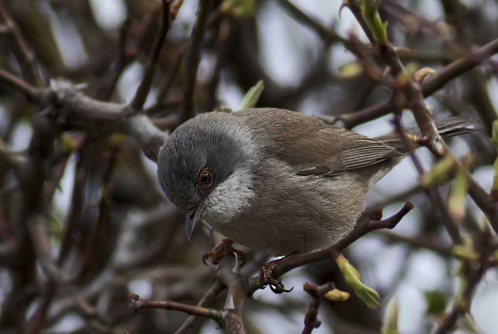 Sardinian Warbler