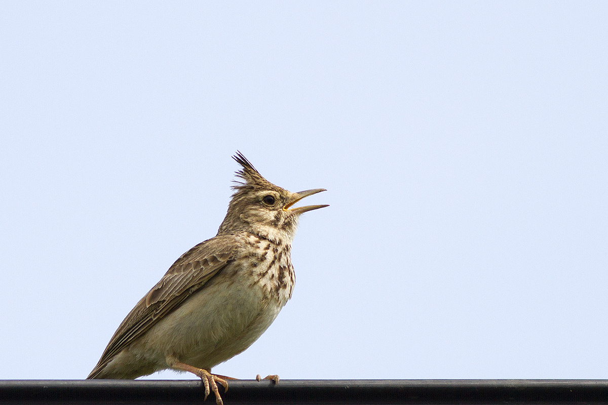 Crested Lark