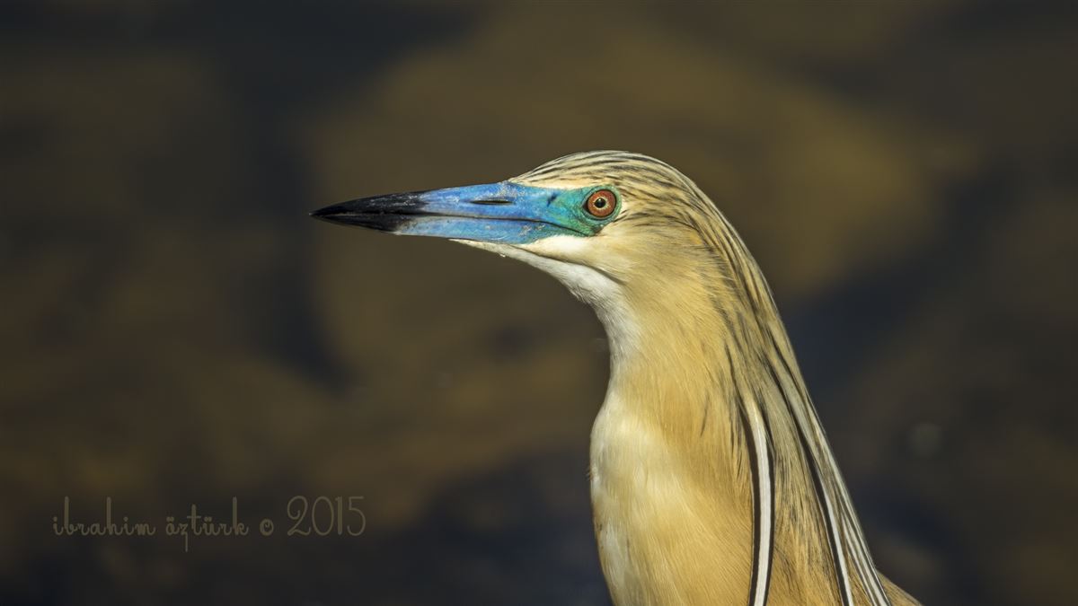 Squacco Heron