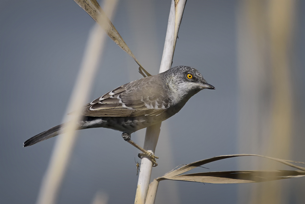 Barred Warbler