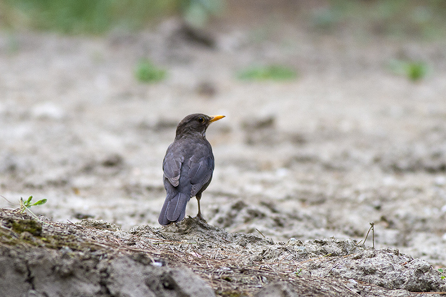 Common Blackbird