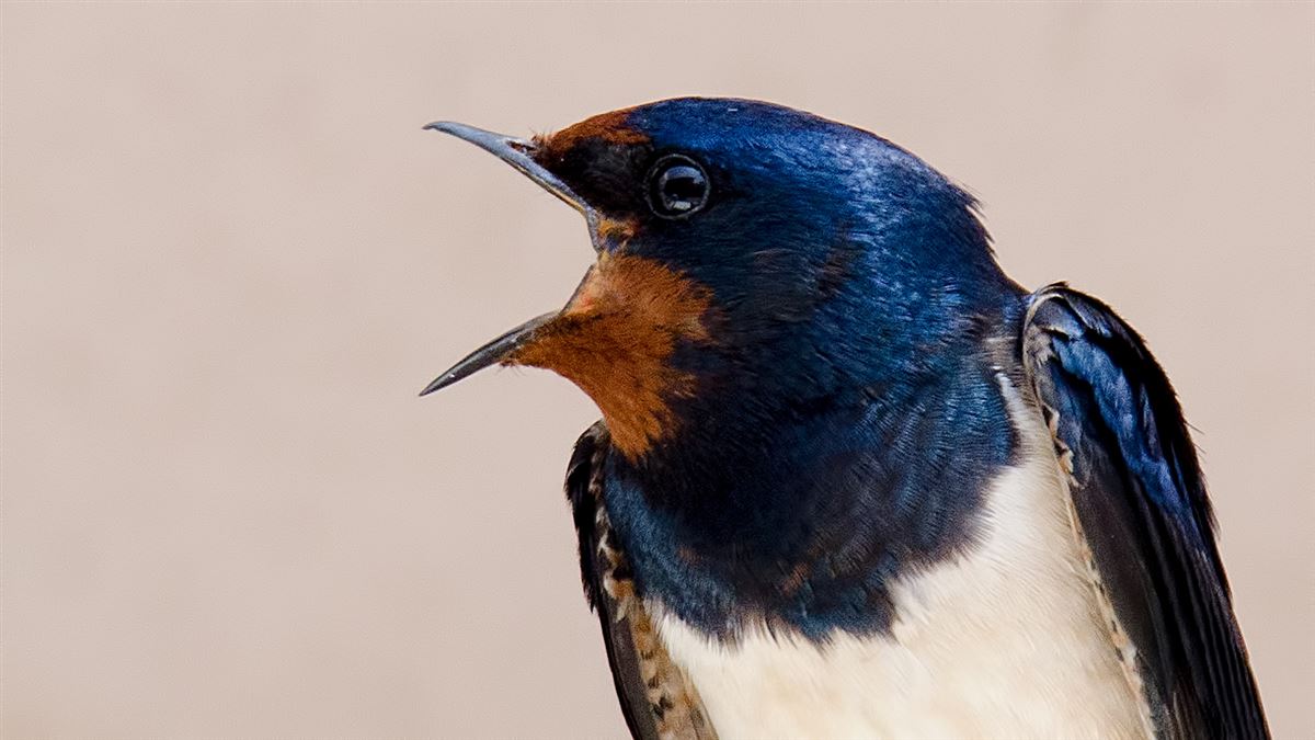Barn Swallow