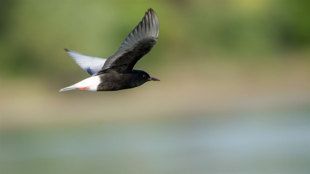 White-winged Tern