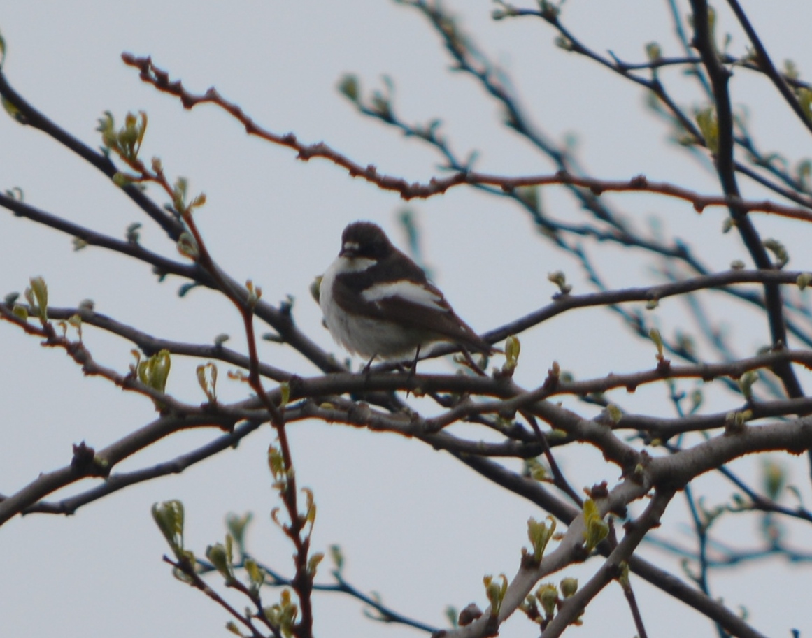 European Pied Flycatcher