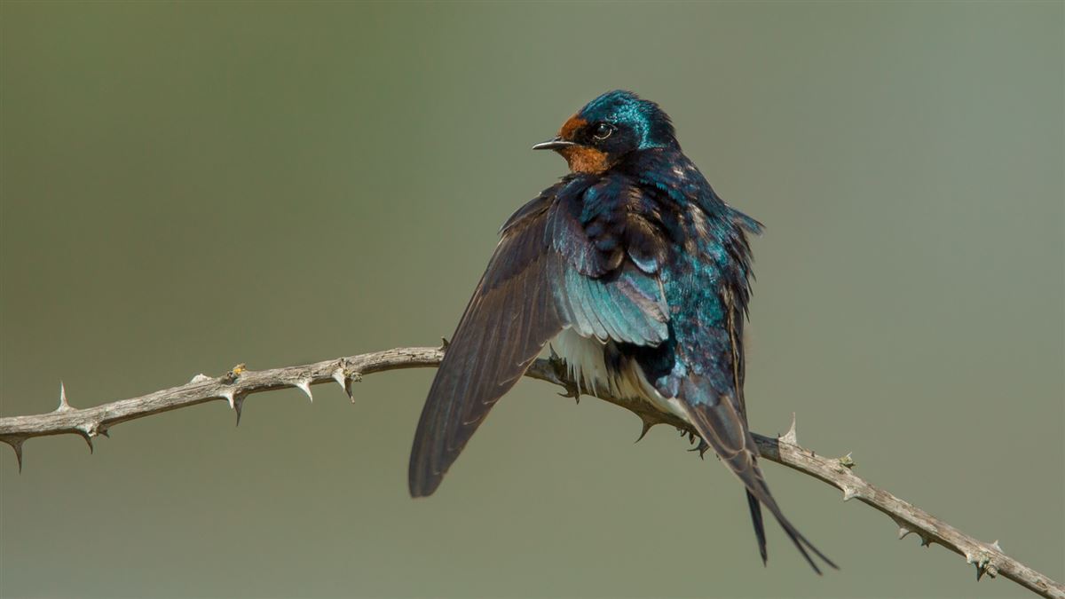 Barn Swallow