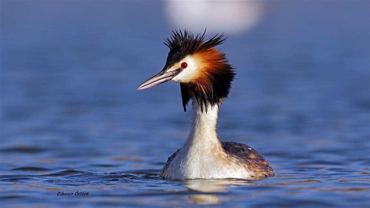 Great Crested Grebe