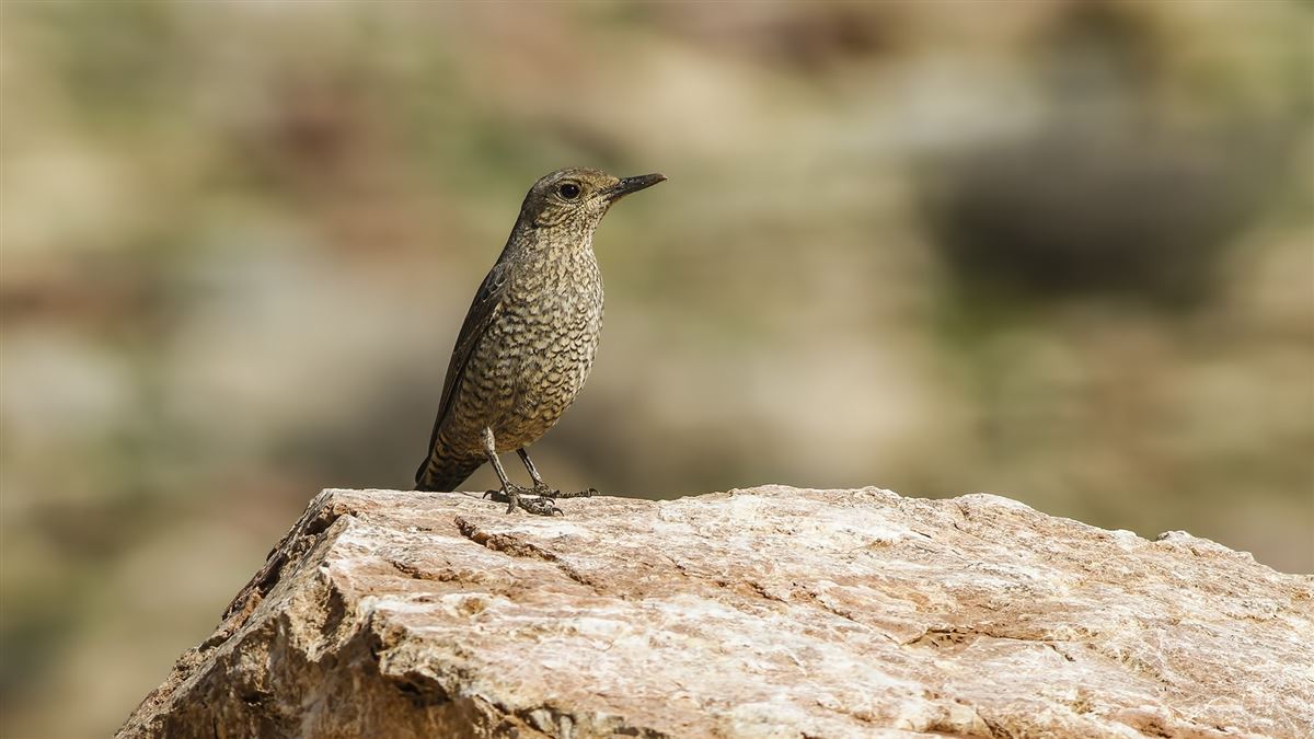 Blue Rock Thrush