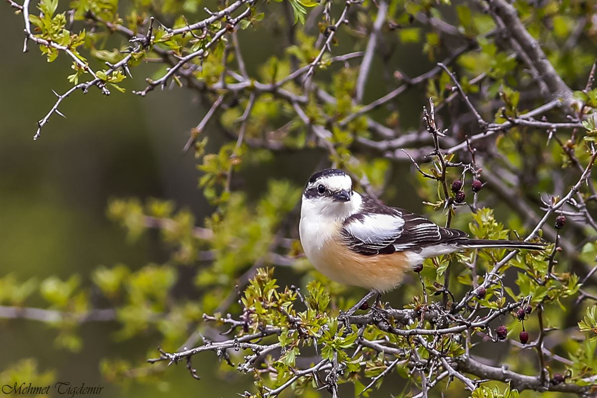Masked Shrike